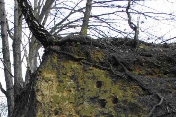 Lösshang am Geotop Ölgrund Wiederstedt (Foto Dr. S. König) 