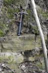 Oberkante des bankig ausgebildeten Zechsteinskalks am Geotop Ölgrund Wiederstedt (Foto Dr. S. König) 