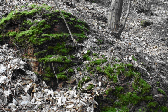 Sandsteine am Geotop Ölgrund Wiederstedt (Foto Dr. S. König) 