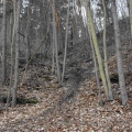 Anstehende Sandsteine am Geotop Ölgrund Wiederstedt (Foto Dr. S. König) 