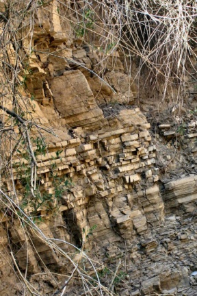 Hanganschnitt Gerbstedt - Bild 3 (Foto Dr. S. König)