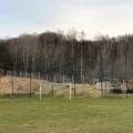 Blick auf den mit Bäumen zugewachsenen Gipsbruch hinter dem Sportplatz Wolferode (Foto Dr. S. König)