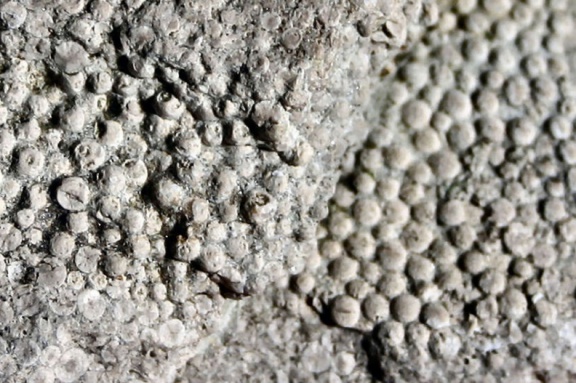 Kalkkügelchen eines Rogenstein aus Lengefeld (Foto Dr. S. König - 2007)