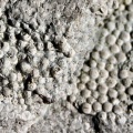 Kalkkügelchen eines Rogenstein aus Lengefeld (Foto Dr. S. König - 2007)
