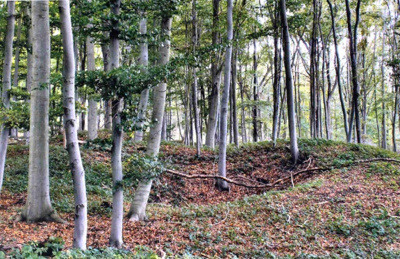 Einzelpinge Haldenlandschaft Sittichenbach (Foto Dr. S. König – 2007) 