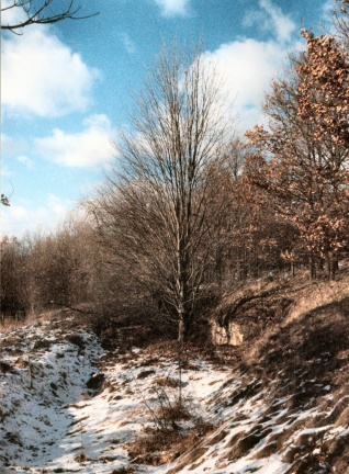 Grabenbruchartige Struktur in der Spaltenzone auf dem Polleber Berg bei Volkstedt (Foto Dr. S. König)