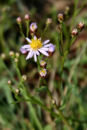 Blüten der Strand-Aster (Foto Dr. König)
