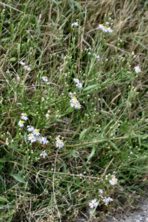 Strand-Aster (Foto Dr. König)