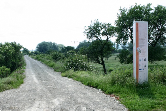 Infosäule Binnensalzstelle Kachstedt (Foto Dr. S. König - 2007) 
