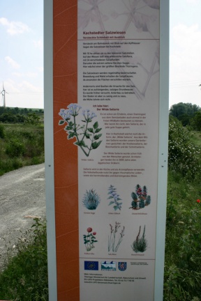 Schautafel Salzpflanzen Kachstedt (Foto Dr. S. König - 2007) 