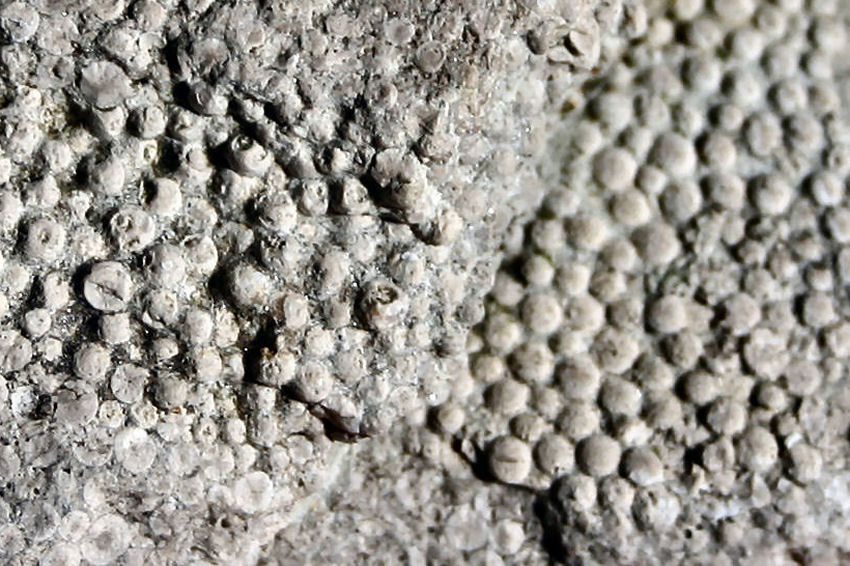 Kalkkügelchen eines Rogenstein aus Lengefeld (Foto Dr. S. König - 2007)
